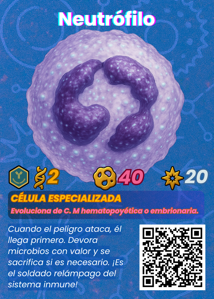 Neutrófilo