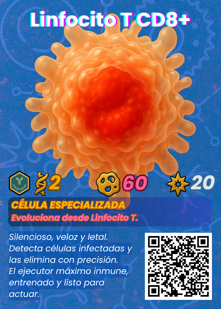Linfocito T CD8+